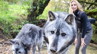 MASSIVE CANADIAN WOLVES UP CLOSE  Wolf Girl Anneka