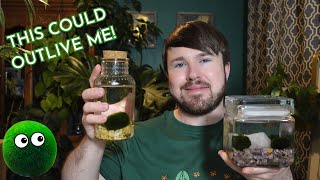 Marimo Moss Balls  Fascinating History, Create Your Own Display (Demo) and Complete Care Guide!