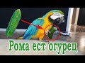 Говорящий попугай ара ест огурец. Попугай Ара Рома прикол.