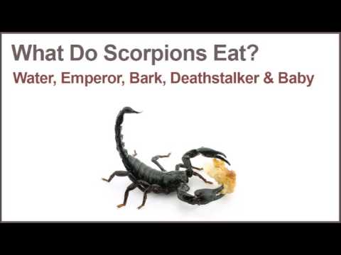 What Do Scorpions Eat