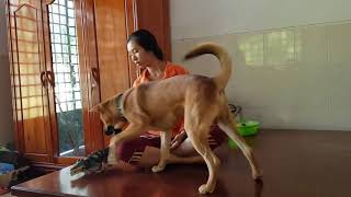 Ultimate Dog Cute Girl Play And Massage A Dog Partner Ultimate Dog Cute Girl Play And Massage A Dog Partner