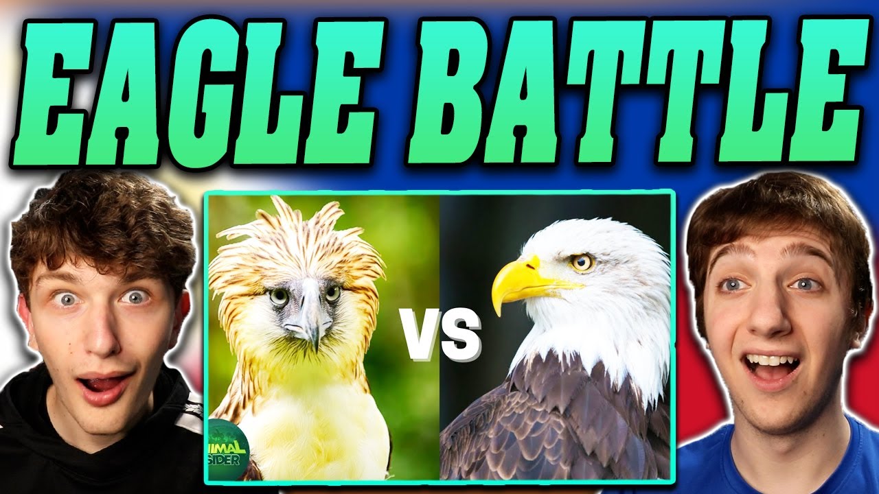 Americans React BALD EAGLE VS PHILIPPINE EAGLE Which is the strongest