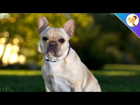 Video: Wie Pflegt Man Eine Französische Bulldogge?