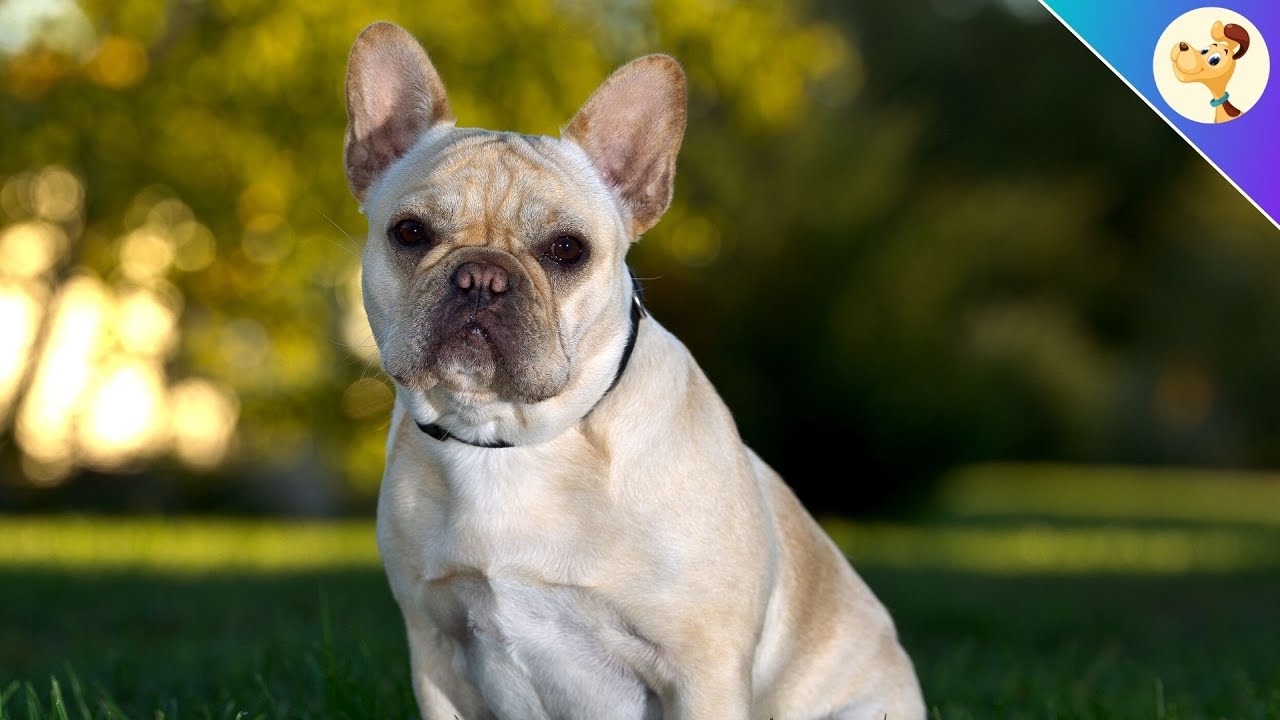 Britische Tierschützer wollen Möpse und Französische Bulldoggen
