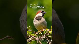 Download Lagu Listen to The Cute Sparrows Sing! MP3