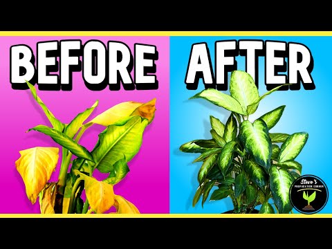 Video: Kailan Mo Dapat Panatilihin ang mga Houseplant na Hiwalay: Mga Tip Para sa Pag-quarantine ng Mga Bagong Houseplant