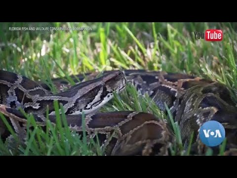 Invasive Animals Wreak Havoc in Florida