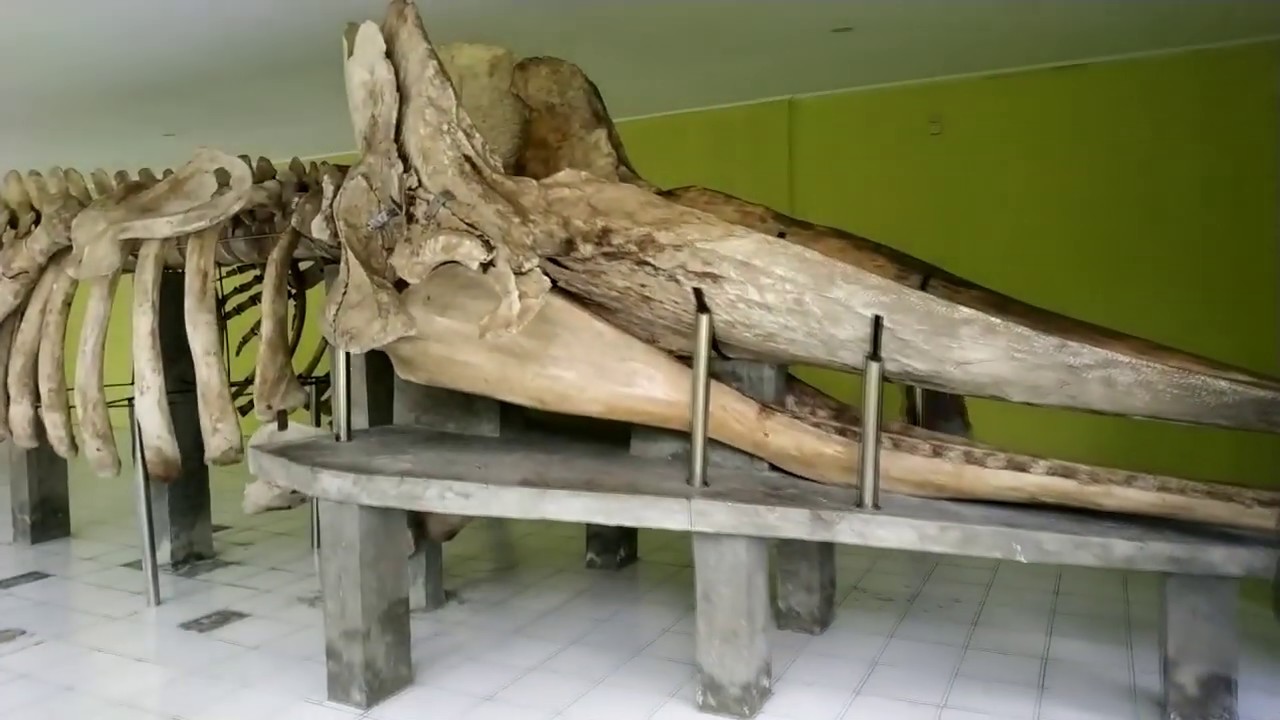 Melihat Kerangka Ikan  Paus di Museum Agrowisata Pulau 