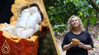 How Are Cocoa Beans Made?