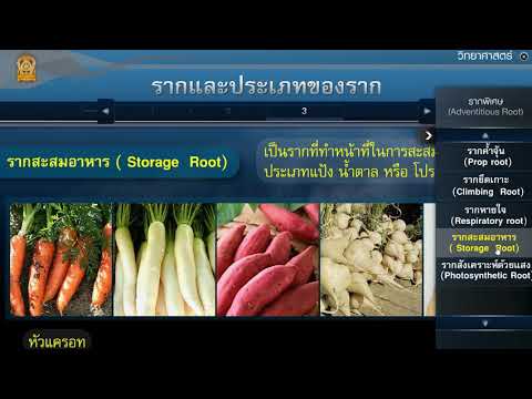 รากและประเภทของราก วิทยาศาสตร์ ม.1