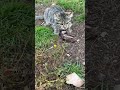 Маленький Чепусик поймал какого то неведомого зверя 🦨🐾🐈