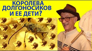 Мама Королева Жуков и Ее Дети? Кто Это Такие? Удивительные Жуки Семейство Долгоносиков.  - .