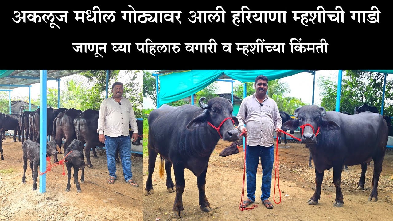 अकलूज मधील गोठ्यावर आली हरियाणा म्हशीची गाडी | जाणून घ्या पहिलारु वगारी व म्हशींच्या किंमती 