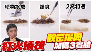 「2不同窩」紅火蟻筏相遇會打架嗎？｜紅火蟻筏上「餵食蟑螂」會吃嗎？｜最瘋狂企劃2觀眾提問加碼篇【臺灣蟻窟】