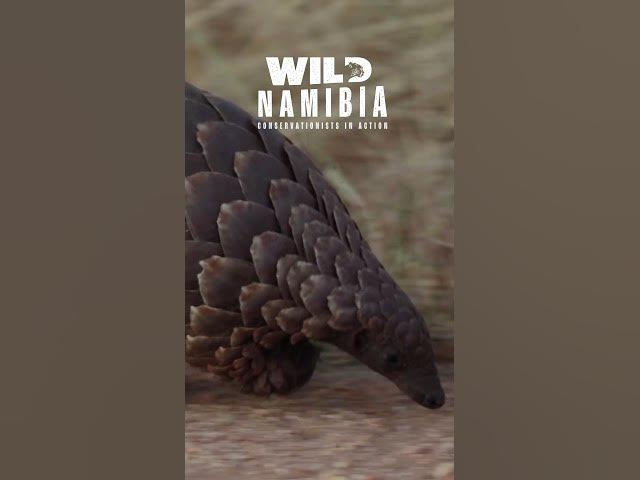Celebrating World Pangolin Day in Namibia: Protecting a Species on the Brink