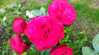 Роза Ред пиано, цветение в период дождей, (rose Red piano)