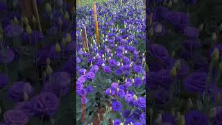 beautiful nature A Bouquet of Eustoma flower 🌷| #satisfying #shorts