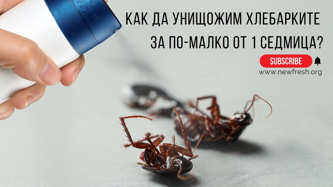 Как да унищожим хлебарките за по-малко от 1 седмица → NewFresh