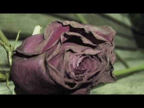 Sash ft. Sophia Kapri-Instead of roses
