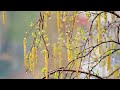 Весеннее дыхание... - Музыка души - Spring breath ... Music of the soul