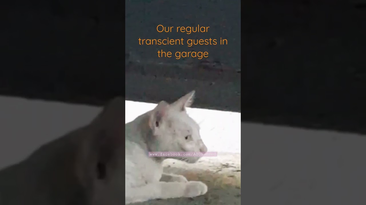Meet our regular guests -- CATS! 