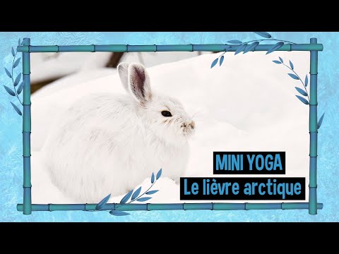 Vidéo: Où vit le lièvre arctique et que mange-t-il ?