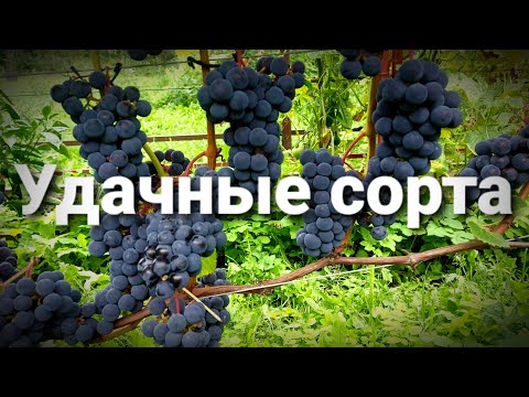 🍇ВИНОГРАД НА СЕВЕРЕ без танцев с бубнами / СОРТА ВИНОГРАДА ДЛЯ МОСКОВСКОЙ ОБЛАСТИ