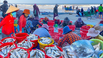 Ngư Dân May Mắn Trúng Mẻ Cá Sóc Lớn | Gỏi Cá Đục Trộn Bắp Chuối