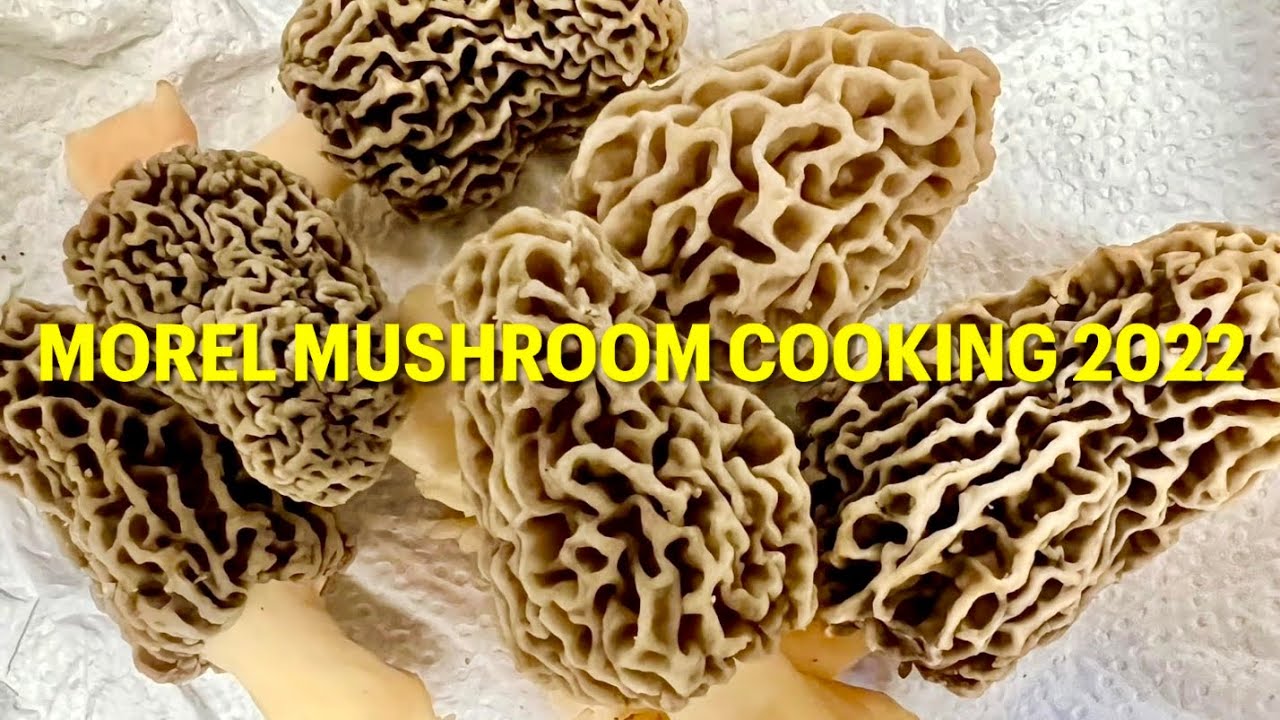 mushroomrecipes,🔥HOW TO COOK MOREL MUSHROOMS 2022🔥 