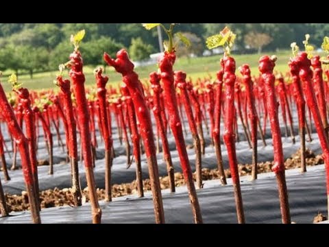 Vidéo: Pépinière Vigne Nordique, Plants De Raisin, Aménagement Paysager