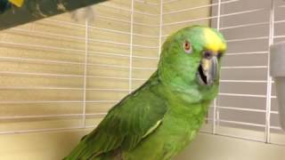 Talented parrot sings songs and does impressions