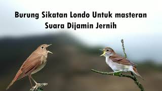 Masteran SIKATAN LONDO untuk semua burung