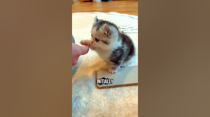 🐱❤️How to Make Your Kitten Trust You Quickly