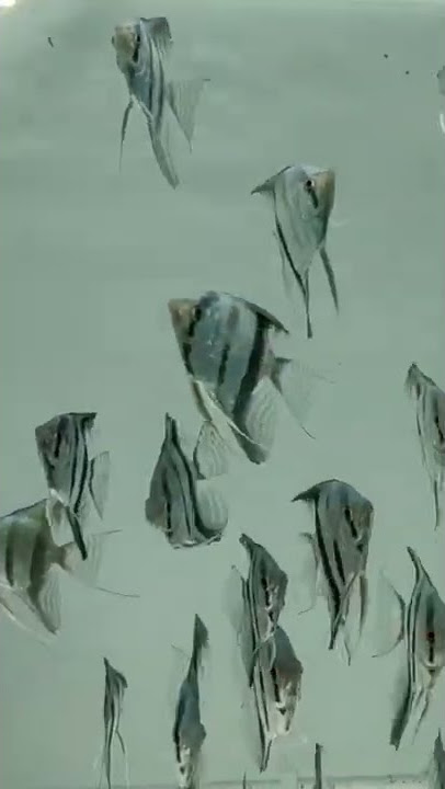 BLUE ZEBRA ANGEL | SOUTH AMERICAN CICHLID