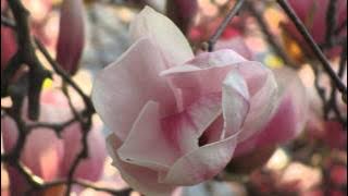 Download lagu Emad Ram -  Gole Gandom - Parivash   عماد رام - گل گندم - پریوش