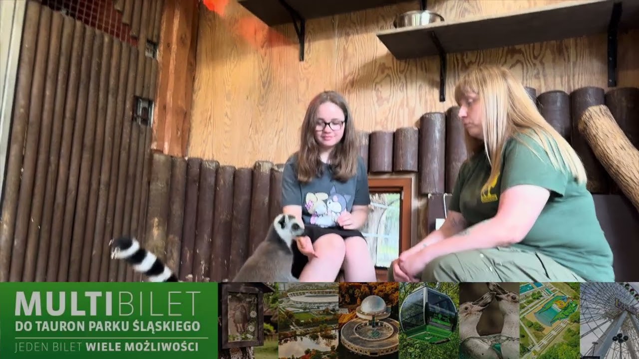 Dlaczego lemury opalają się jak JOGINI? 🧘‍♂️🐒 Sekrety lemurów katta | Śląskie dla młodych