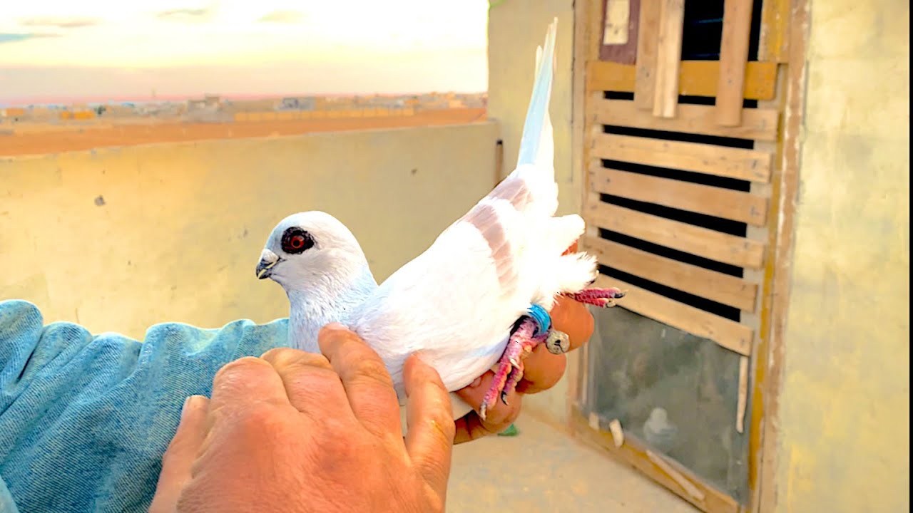 صبابة وكش ومزح وضحك عند ابو الفوز