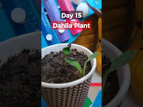 Grow Dahlia From Seeds How To Sow Dahlia डह ल य क ब ज स लग ए Dahlia Seeds Germination