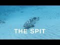 The Spit Gold Coast - Spearfish and Freedive VLOG 2