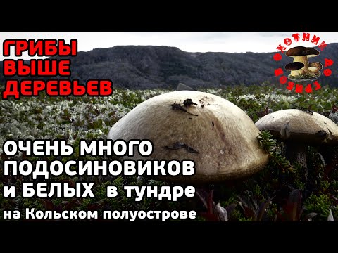 Видео: Грибы выше деревьев, или поиск подосиновиков и белых грибов в тундре на Кольском полуострове!