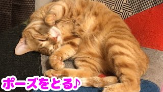 カメラを向けたらポーズをとる猫がかわいい♪