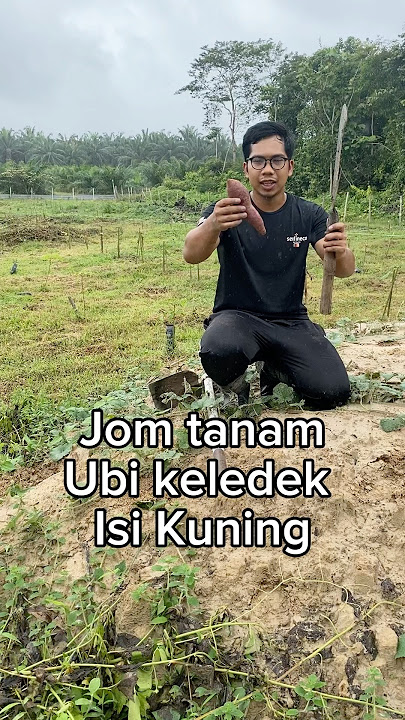 Jom tanam Ubi keledek isi kuning 😍, masak apa sedap ni? #bossmipetani #petanimudakayaberjaya
