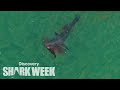 Drone spots shark hunting seal  shark week
