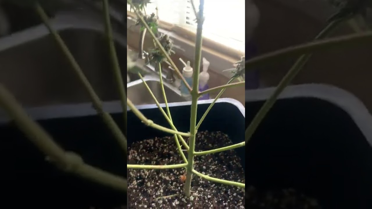 Grape candy strain Harvey’s day