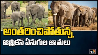 అంతరించిపోతున్న ఆఫ్రికన్ ఏనుగుల జాతులు | African Elephant Species Endangered | 10TV News