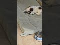 Max ka favourite toy😂🐩#puppy #lifeisbutadream #shihtzu