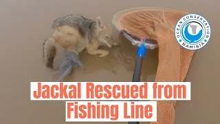 Jackal's leg stuck in fishing line