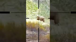 Bear Hunt POV 🎯 Wild Encounter in the Crosshairs 🐻 #BearHunting #BearEncounter #HuntingAdventure