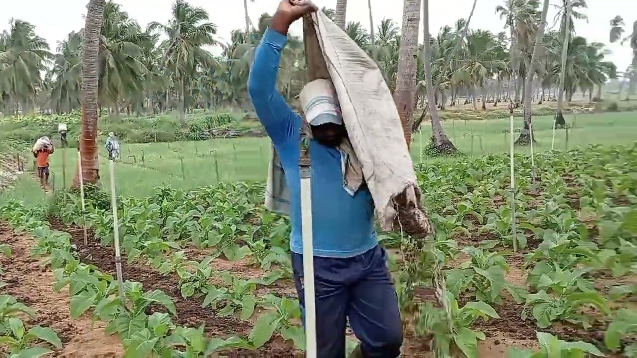 புகையிலை விவசாயம் செய்வது எப்படி என்பது பற்றிய ஒரு சிறிய காணொளி