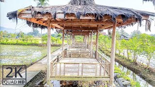 [2K] Exploring the Charming Streets of My Village | Virtual Walk